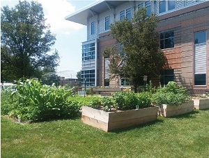 the raised beds at the community garden